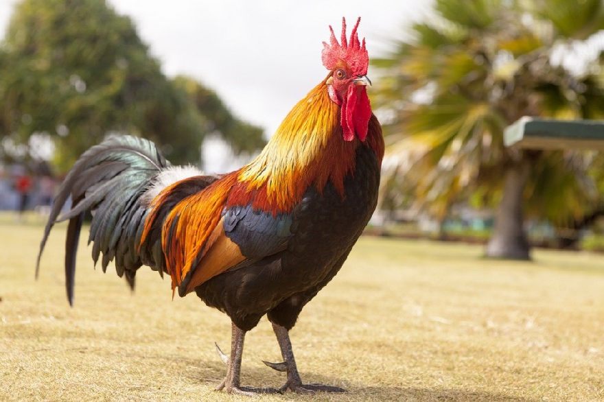 El super gallo al sol. Prueba también la deliciosa comida en el super gallo en Berlín en el Kudamm. El inventor del Gemüye kebab